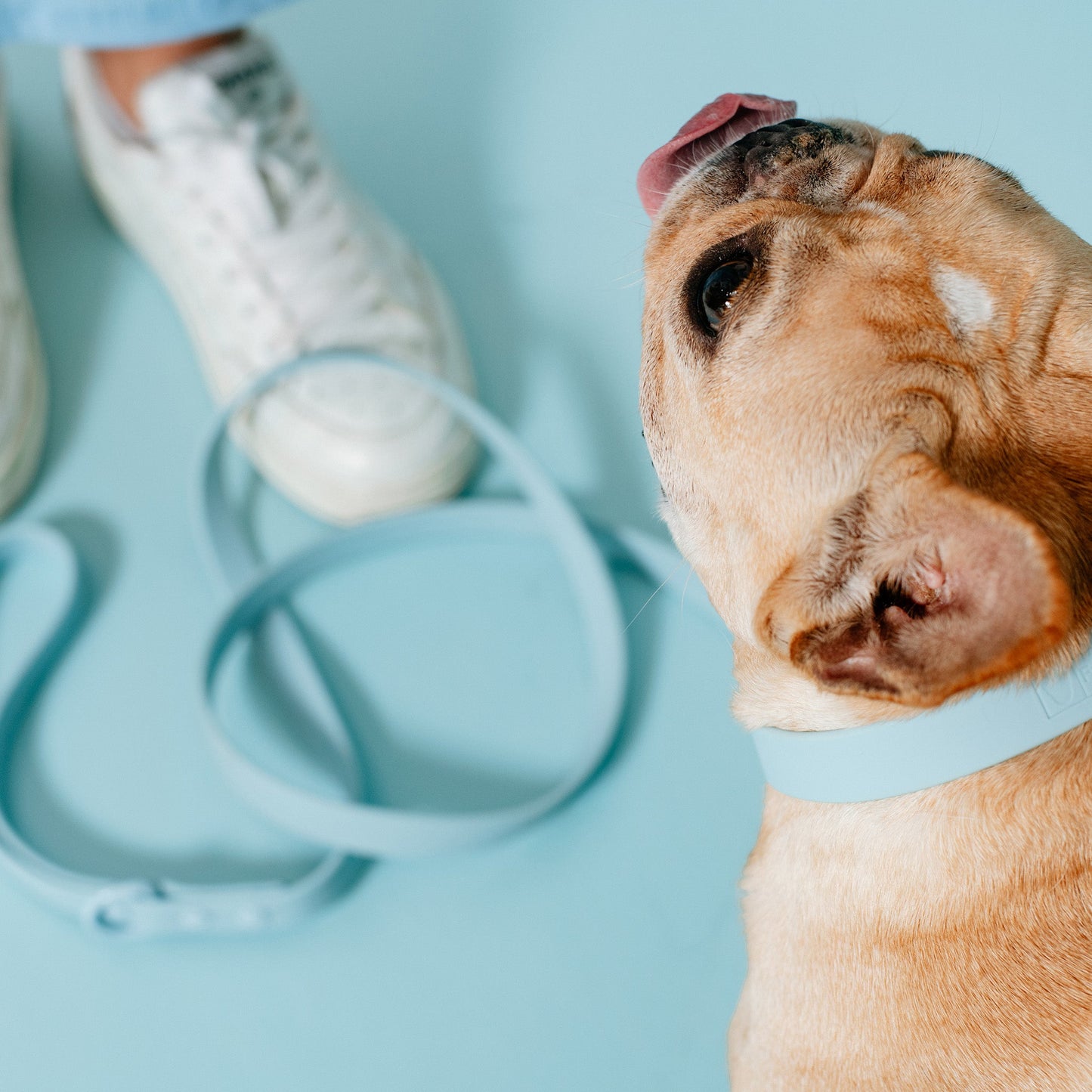 Frenchie Waterproof Leash - Ocean Blue