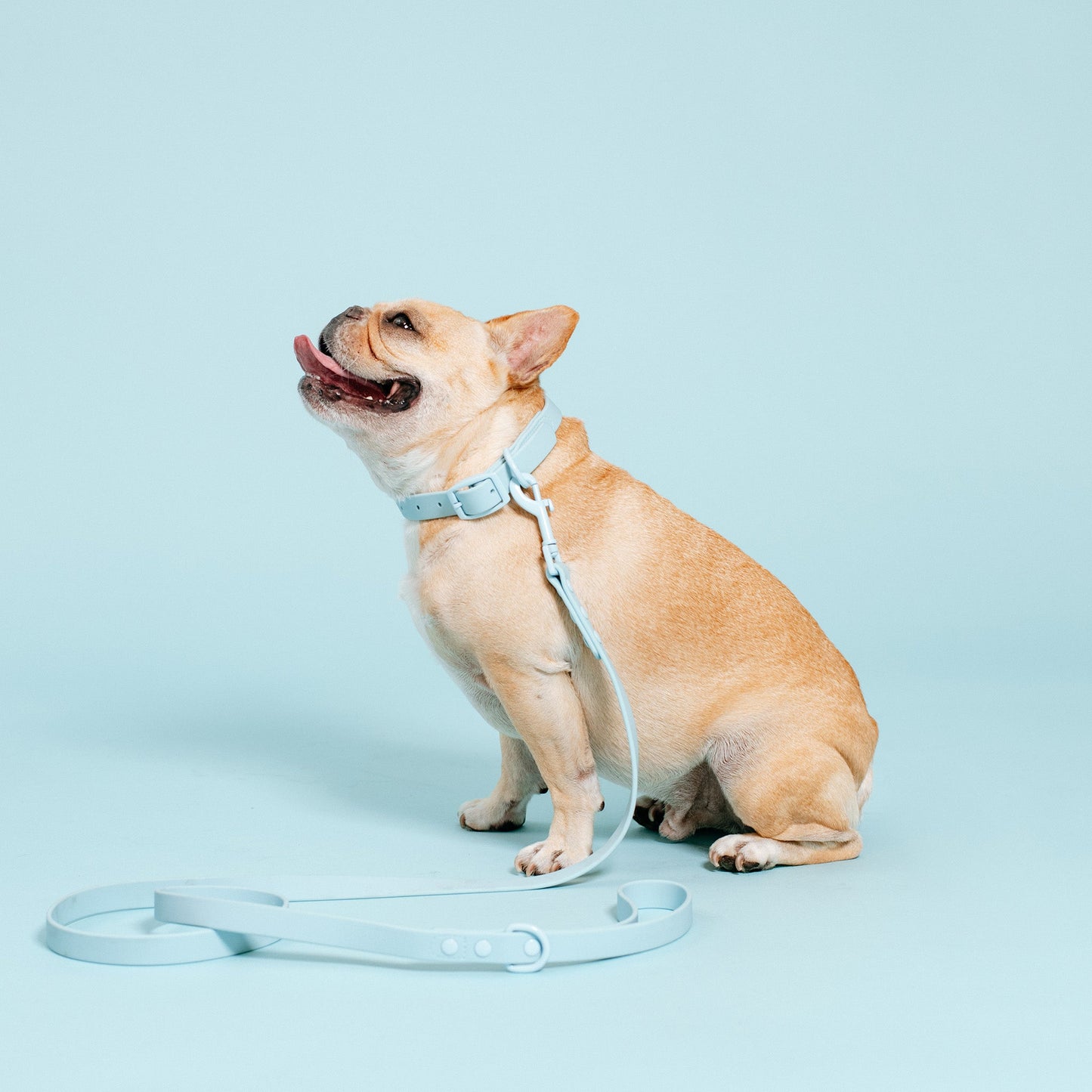 Frenchie Waterproof Collar - Ocean Blue