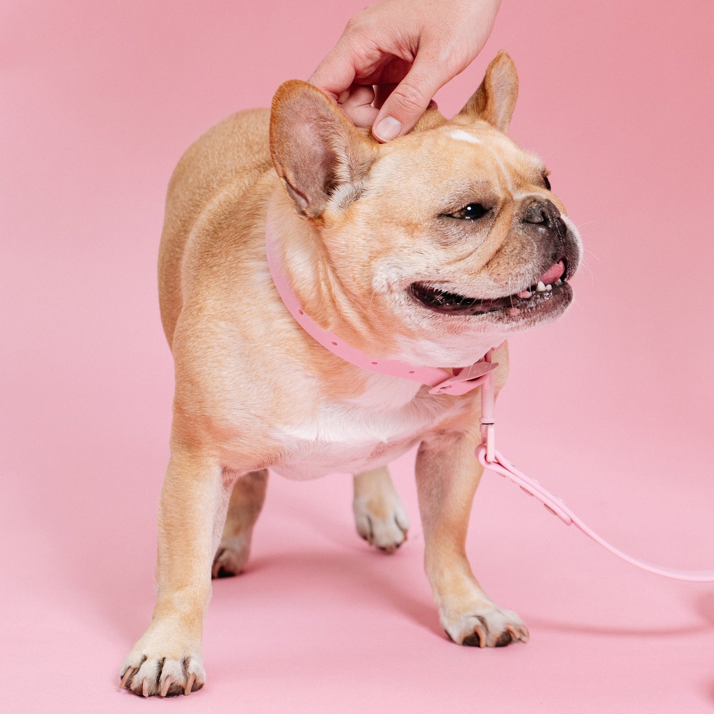 Frenchie Waterproof Collar - Pink Bubblegum