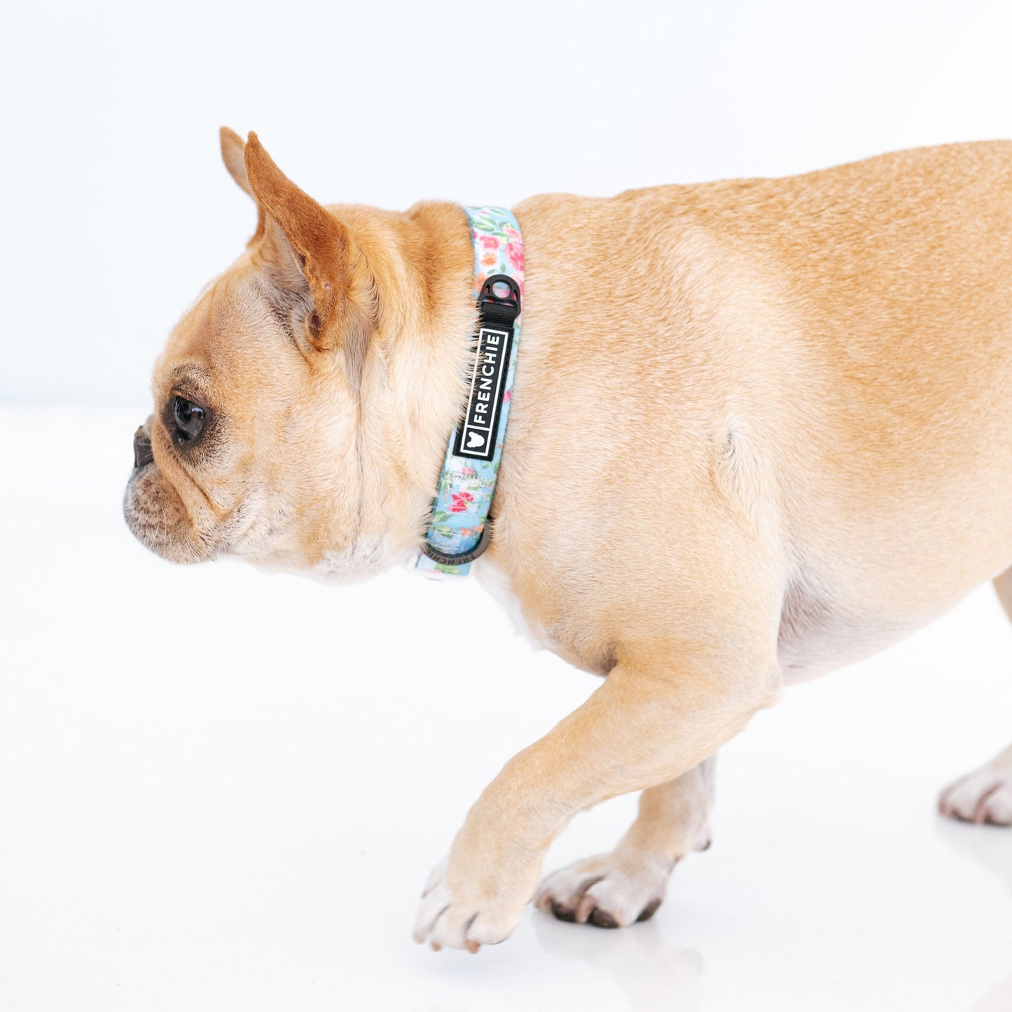 Frenchie Comfort Collar - Secret Garden