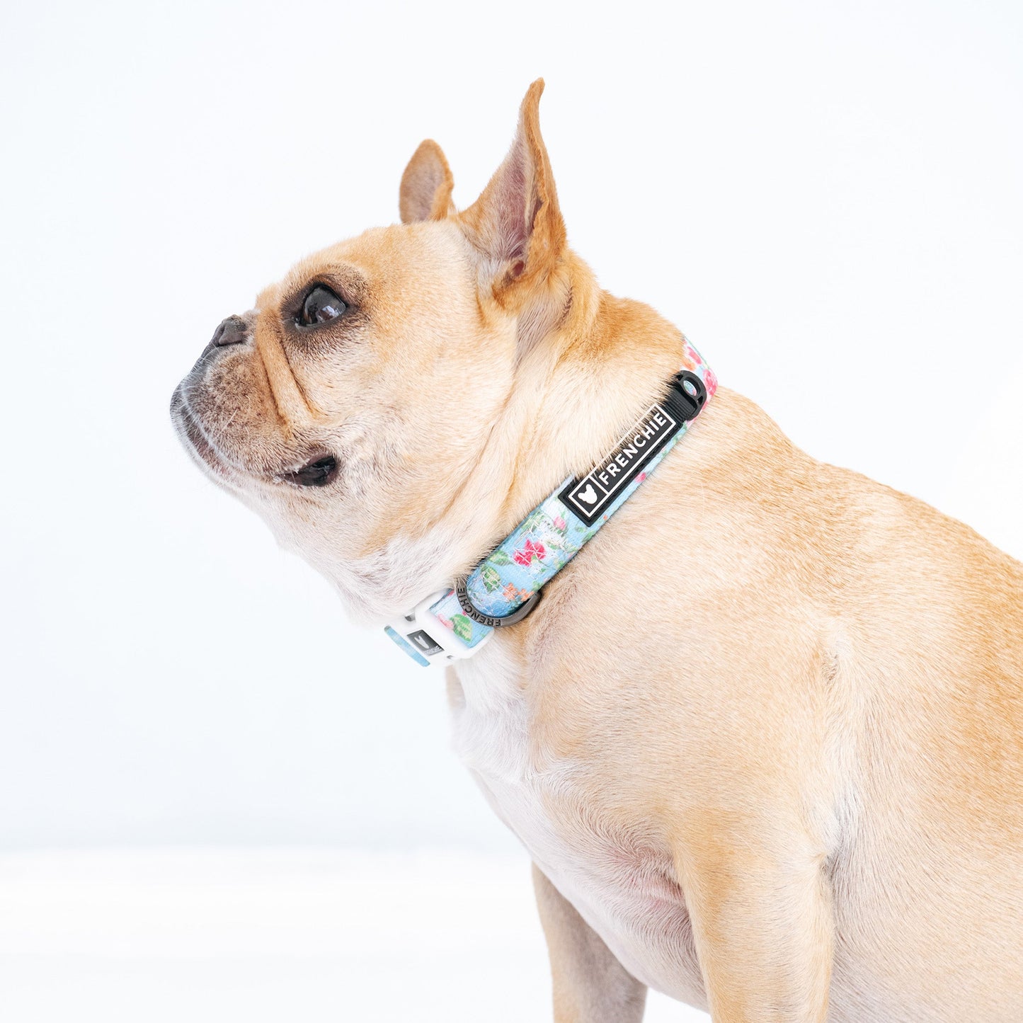 Frenchie Comfort Collar - Secret Garden