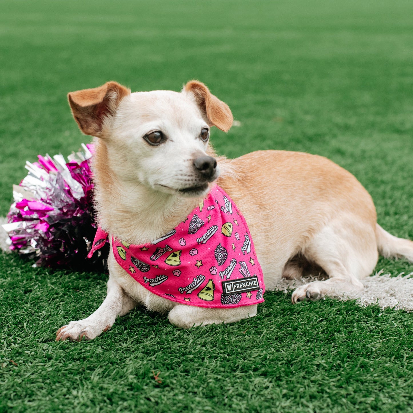 Frenchie Cooling Bandana - Spirit Paws