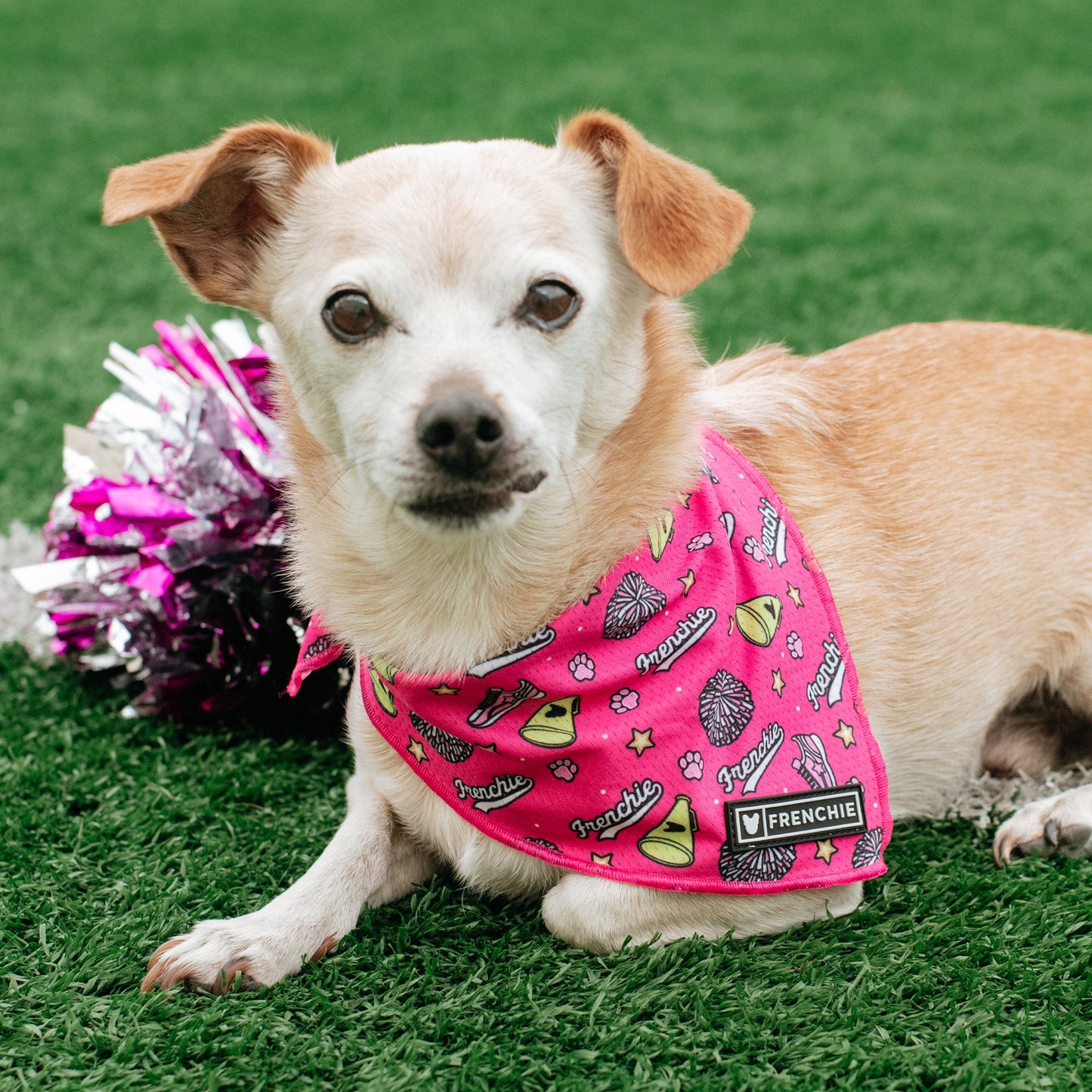 Frenchie Cooling Bandana - Spirit Paws