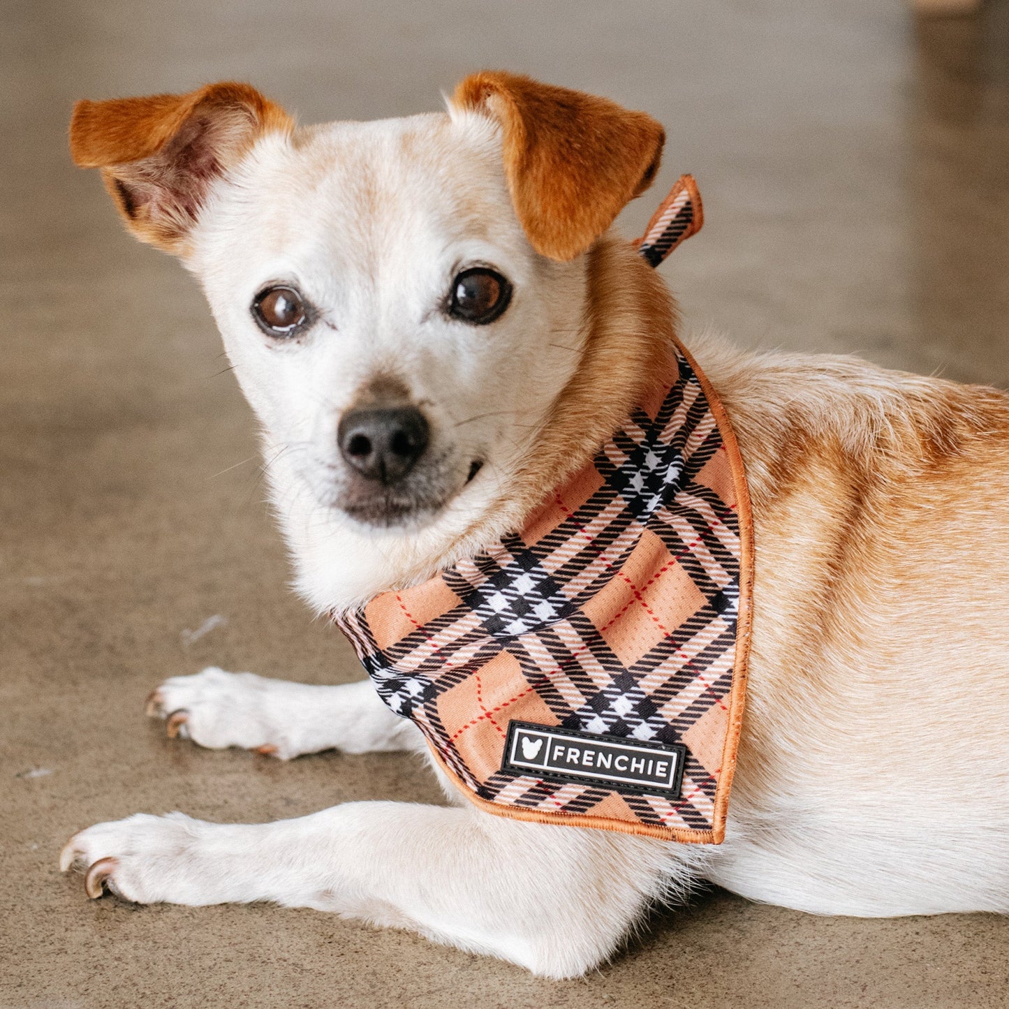 Frenchie Cooling Bandana - Tan Tartan