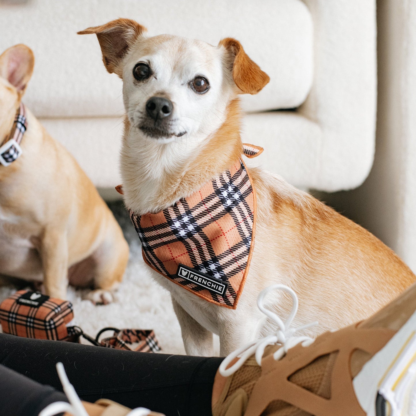 Frenchie Cooling Bandana - Tan Tartan