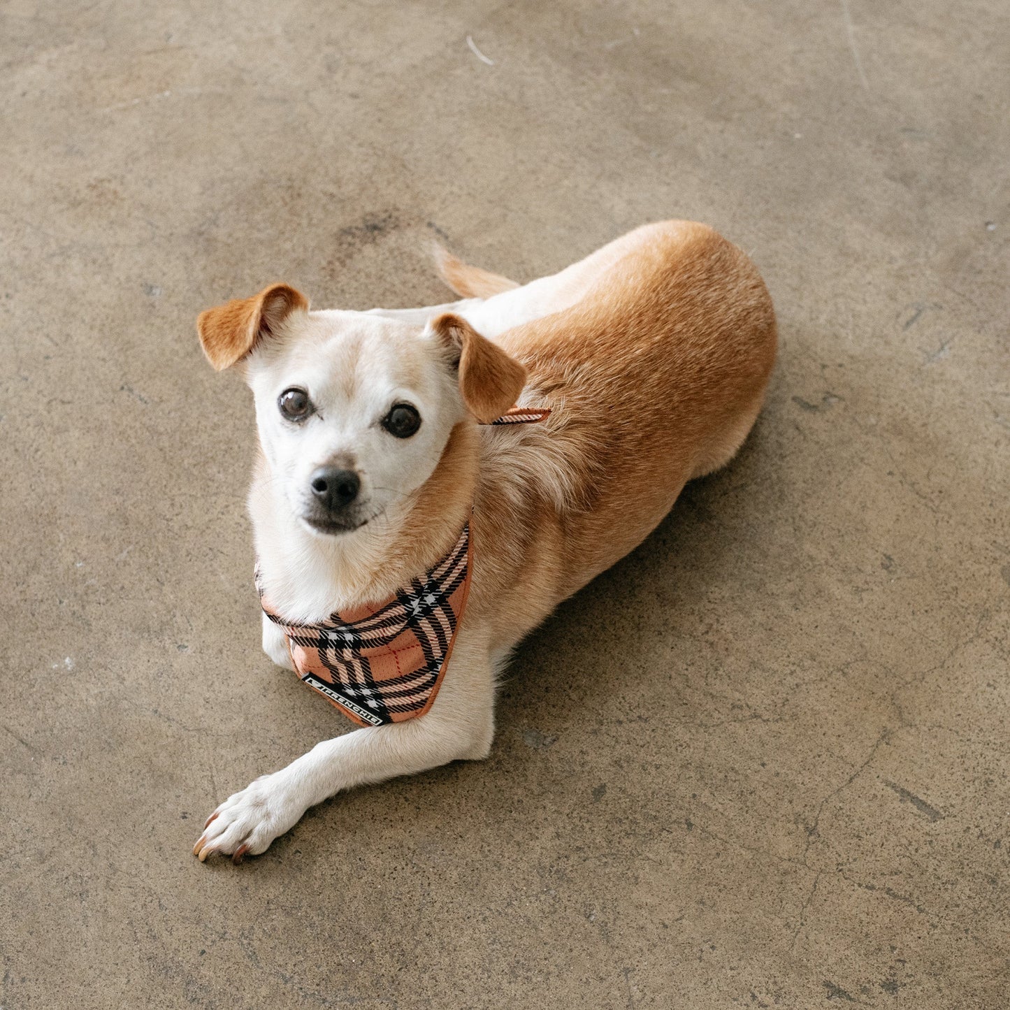 Frenchie Cooling Bandana - Tan Tartan