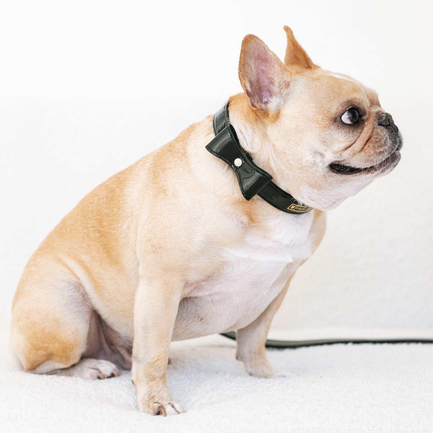 Frenchie Vegan Leather Collar, Leash, & Bow Tie Set