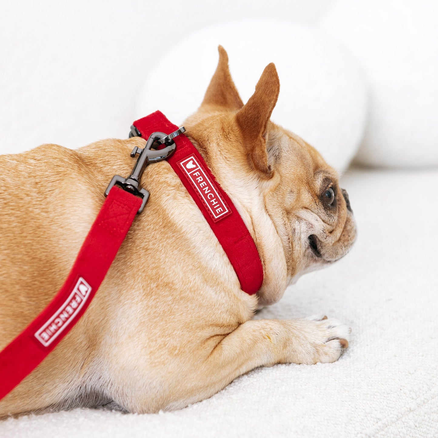 Frenchie Velvet Collar & Leash Set