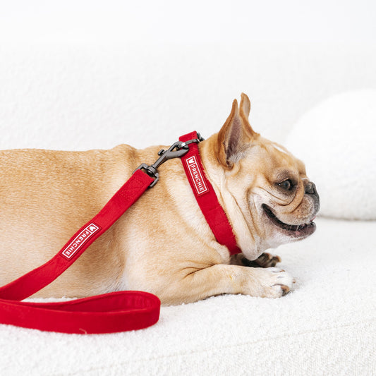 Frenchie Velvet Collar & Leash Set