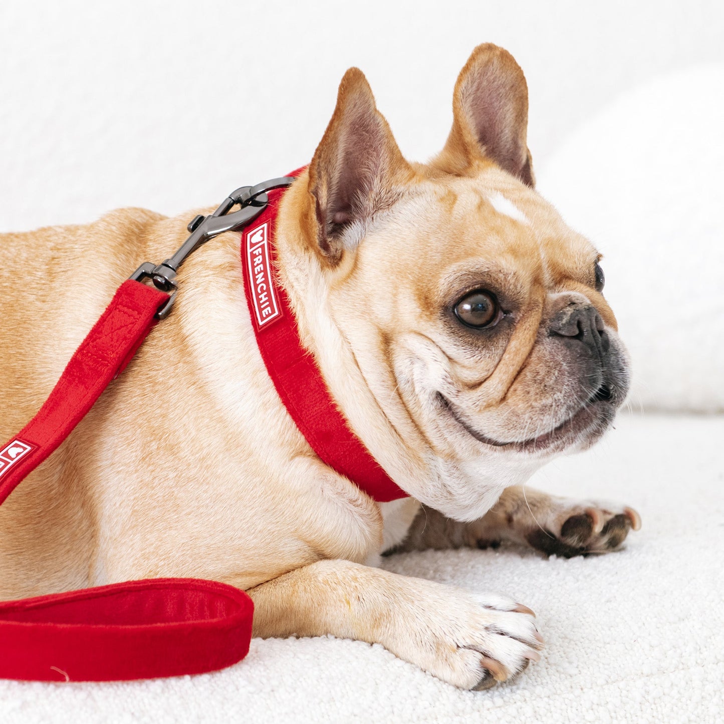 Frenchie Velvet Collar & Leash Set