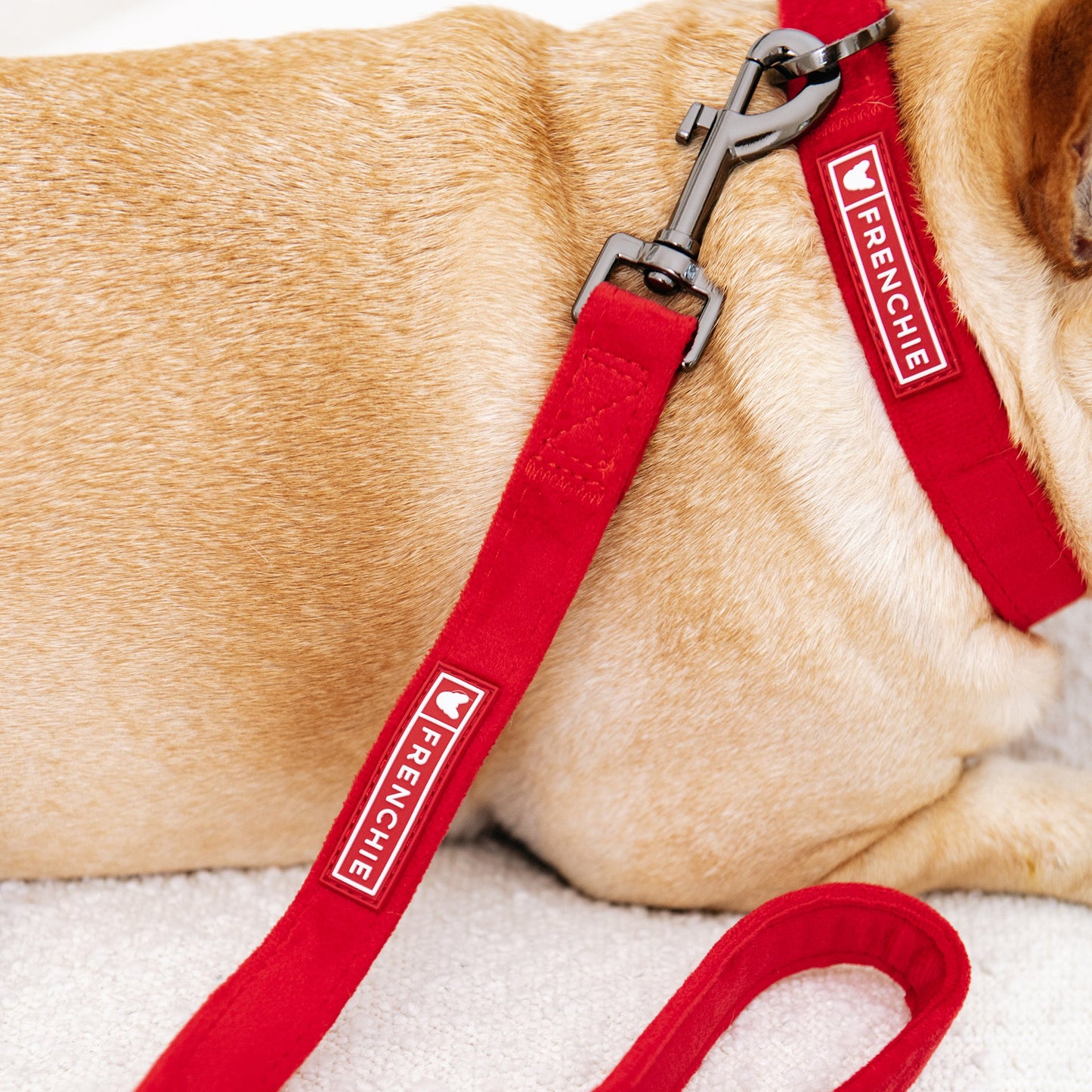 Frenchie Velvet Collar & Leash Set