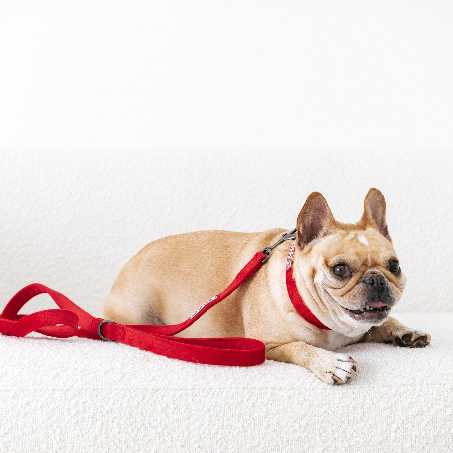 Frenchie Velvet Collar & Leash Set