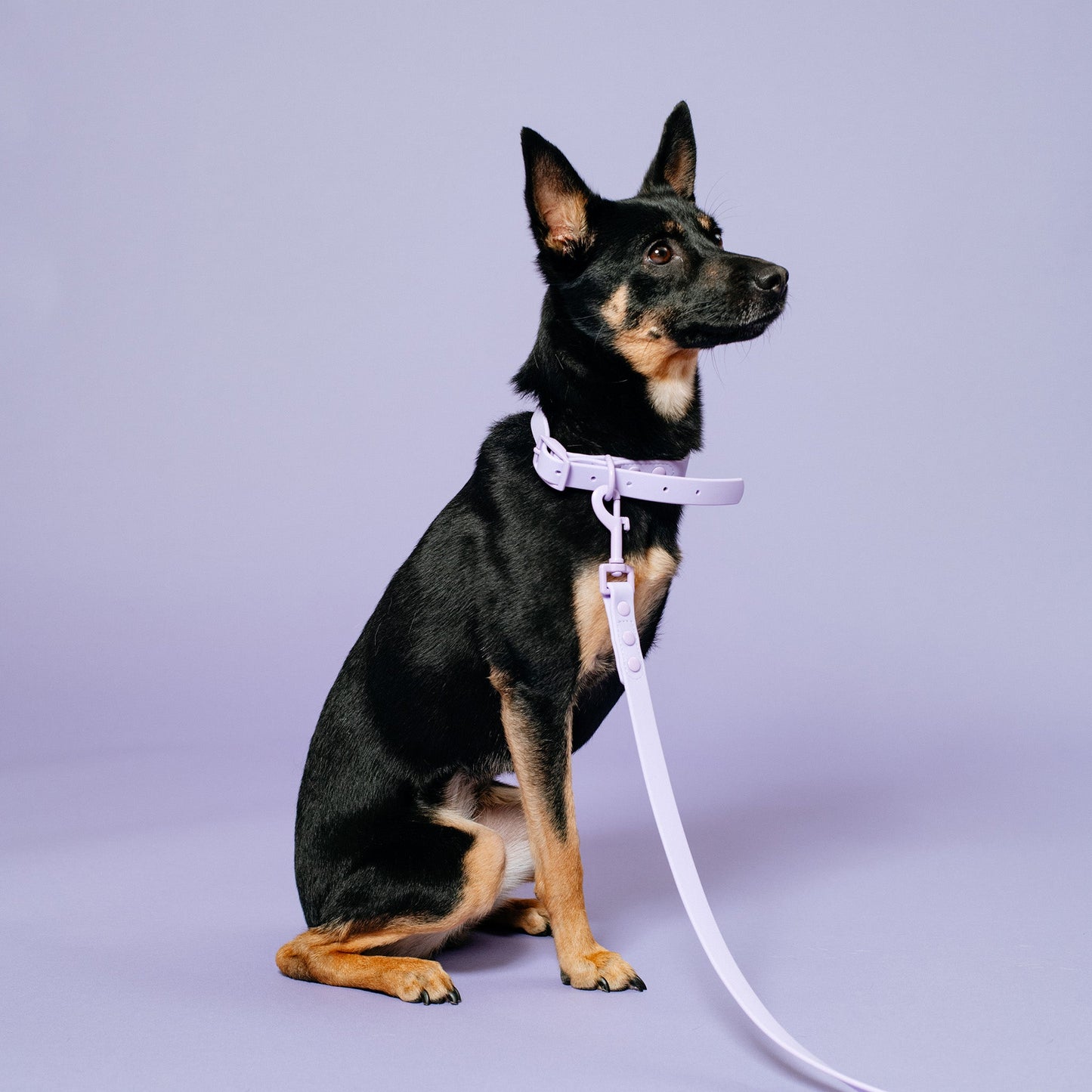 Frenchie Waterproof Collar - Violet