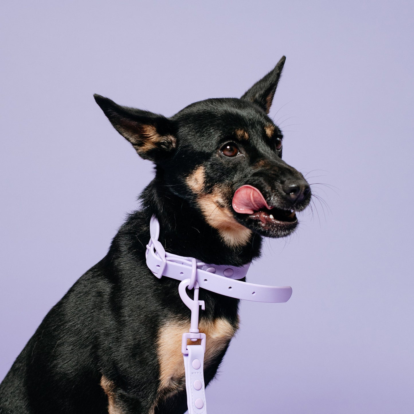 Frenchie Waterproof Collar - Violet