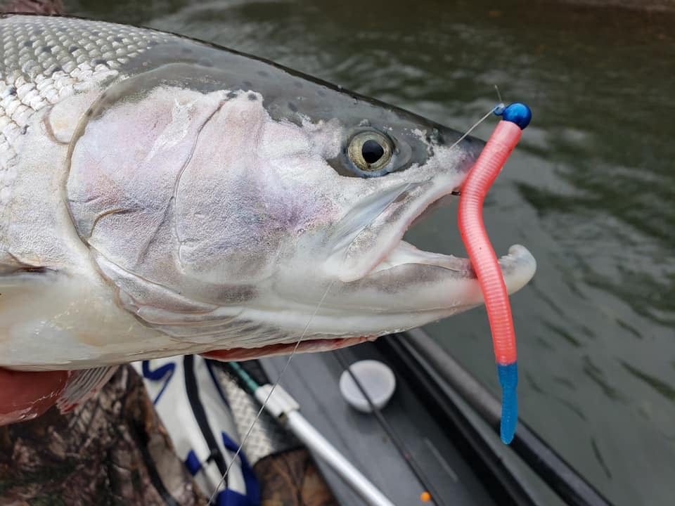 Miss America Steelhead Worms